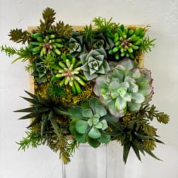 Square succulent arrangement in a wooden frame with mixed green rosettes and trailing plants