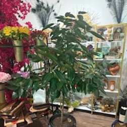 Cinnamon Tree