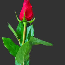 Single red rose held by a gloved hand