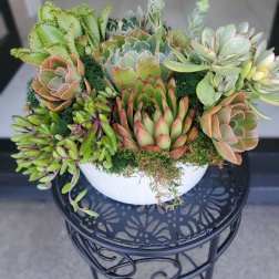 Love my succulent bowl
