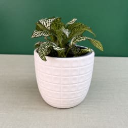 Potted plant with patterned green and white leaves in a white ceramic pot