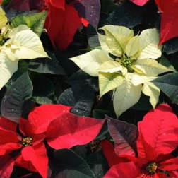 Poinsettia
