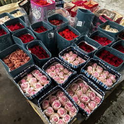 Assorted roses arranged in square gift boxes on a pallet