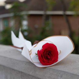 Single red rose wrapped in white paper on a ledge