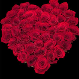 Heart-shaped bouquet of red roses on a black background