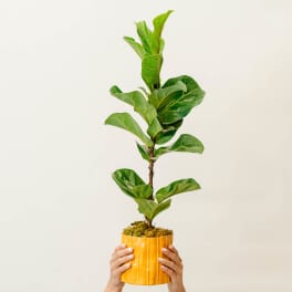 Potted fiddle leaf fig plant held overhead in a yellow pot