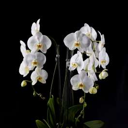 White orchids arranged in a white ceramic pot with a succulent accent.