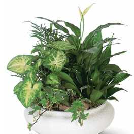 Mixed green houseplants arranged in a white planter