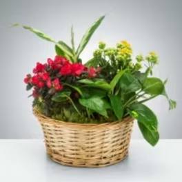 Mixed Plant Basket by BloomNation™