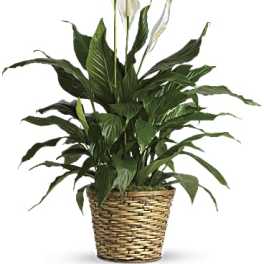 Potted peace lily plant with white blooms in a woven basket