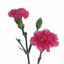 Two pink carnations on long stems against a white background