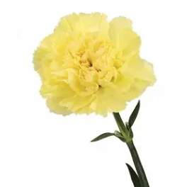 Single yellow carnation bloom on a stem