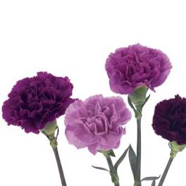 Four purple carnations on long stems against a white background