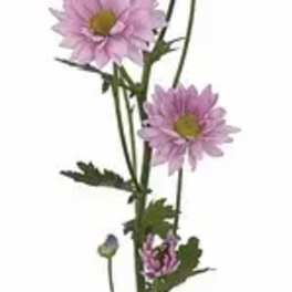 Pink daisy-like flowers on a single stem
