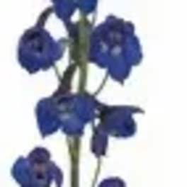 Tall stem with small blue-purple flowers on a white background
