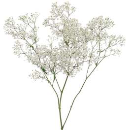 Spray of tiny white baby's breath flowers on long stems