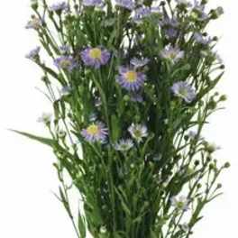 Tall bouquet of purple daisy-like flowers with long green stems