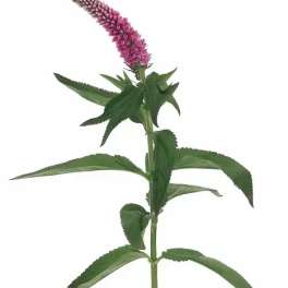 Single pink flower spike with green leaves on a white background
