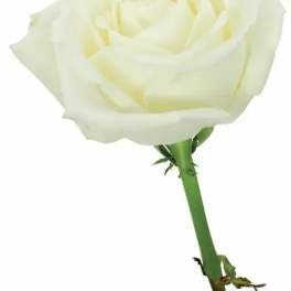 Single white rose on a green stem against a white background