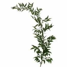 Single leafy branch with narrow green leaves on a white background
