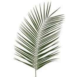 Single palm frond on a white background