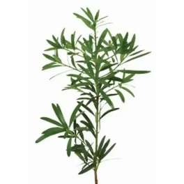 Single green leafy plant stem on a white background