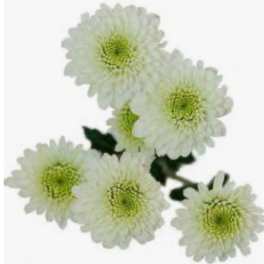 Cluster of white daisy-like flowers with green centers