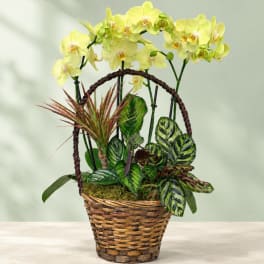 Yellow orchids in a woven basket with mixed tropical foliage