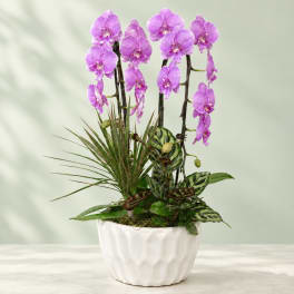 Purple orchids in a white ceramic pot with mixed green foliage