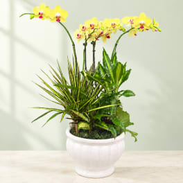 Yellow orchids in a white ceramic pot with mixed green foliage