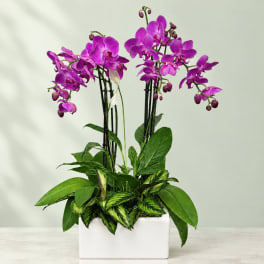 Purple orchids in a white rectangular planter with mixed green foliage