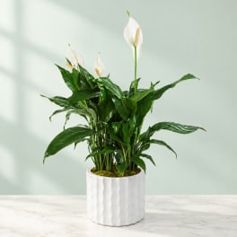 Potted peace lily with white blooms in a white ceramic planter
