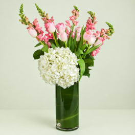 Pink tulips and snapdragons with white hydrangea in a tall glass vase