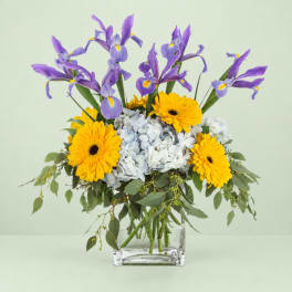 Purple irises with yellow gerbera daisies and pale blue hydrangeas in a clear glass vase