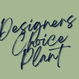 Designers Choice Plant