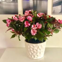 Pink flowering plant in a white textured pot
