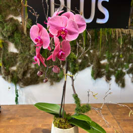 Pink orchid arrangement in a white pot with moss and bare branches