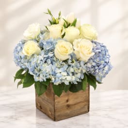 White roses and blue hydrangeas in a wooden box
