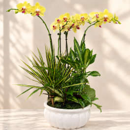 Yellow orchids in a white ceramic planter with mixed green foliage