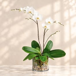 White orchid plant in a glass container with pebbles