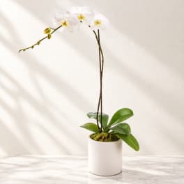 White orchid plant in a white pot on a marble surface