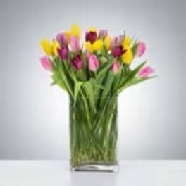 Tulip Mania by BloomNation™