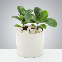 Baby Fig Tree by BloomNation™