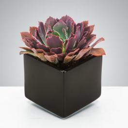 Dark Succulent by BloomNation™