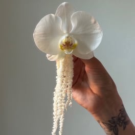 Hand holding a white orchid bloom with a long trailing white tassel