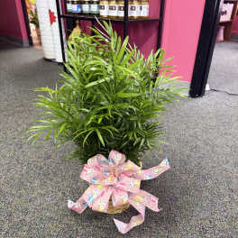 Potted green palm plant with a pink ribbon bow