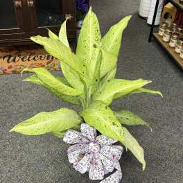 Potted plant with bright lime-green speckled leaves and a floral bow