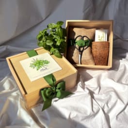 Gift box with a potted herb plant and gardening tools