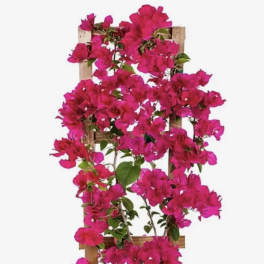 Deep Pink Live Plant Bougainvillea Vine 6" Pot Trellis