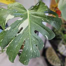 Thai constellation monstera.